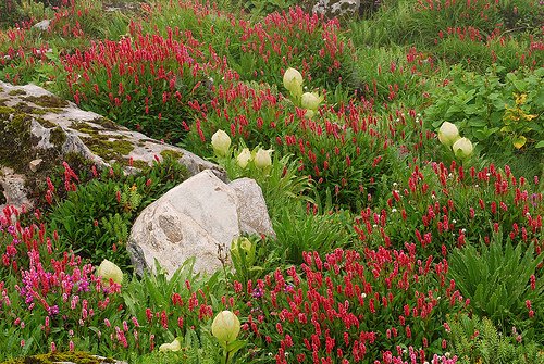 Gardens of Himalaya by aloshbennett Hemkund Sahib photo