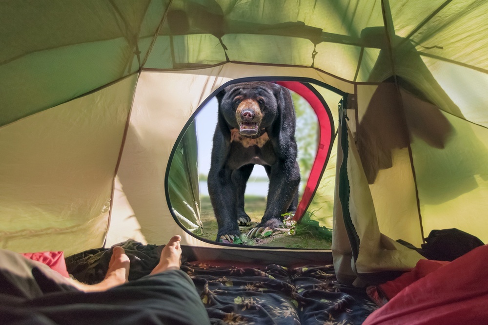 Keep Bear Out of Campsite