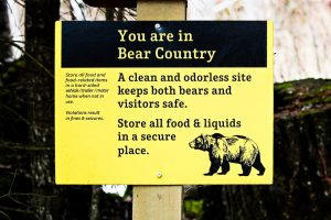 Bear Safety