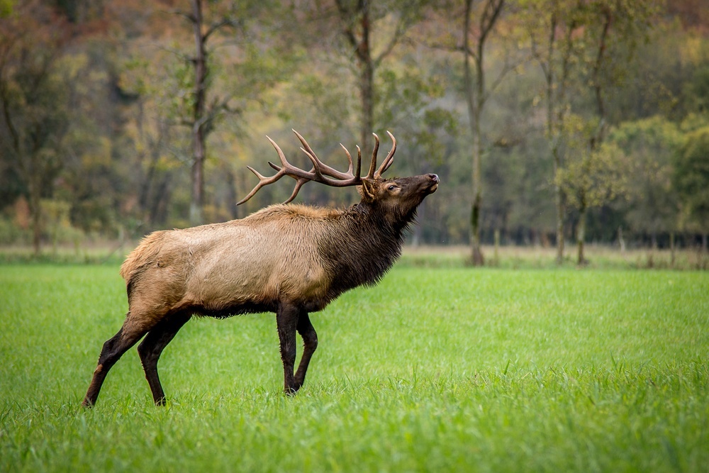 Elk Hunting Backpack Reviews