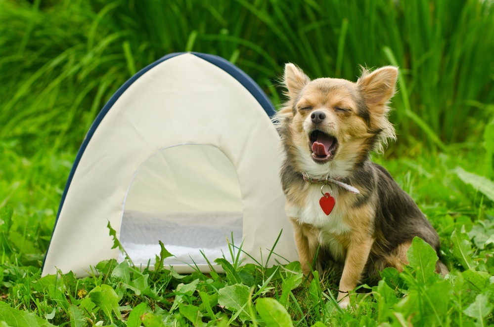 Best Tents for Dogs, not Humans